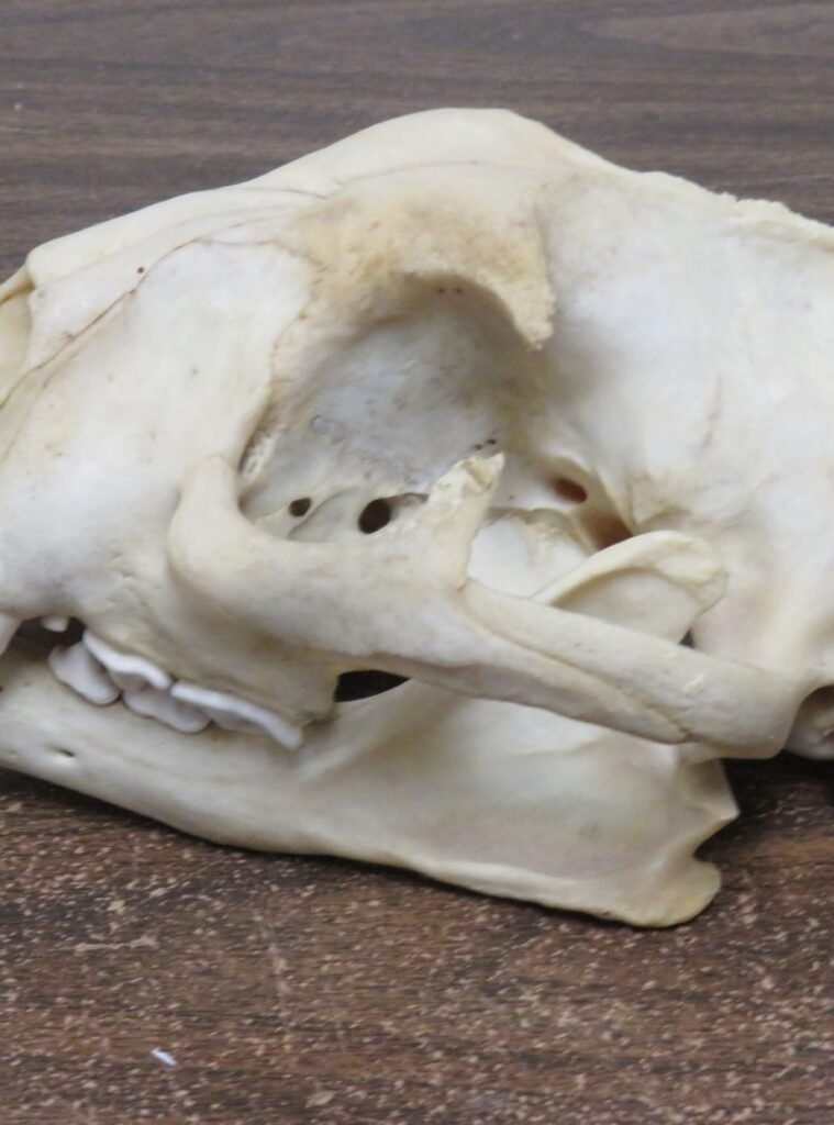 Animal Skulls For Sale