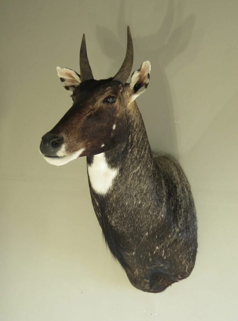 Animal mounts for sale