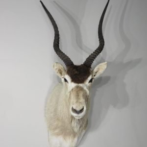 Addax Shoulder Mount. X-140AD