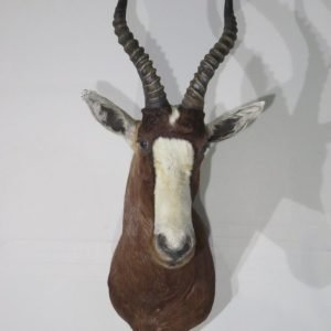 African Blesbok Shoulder. X-135BL