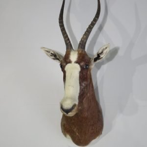 African Blesbok Taxidermy Mount. X-131BB