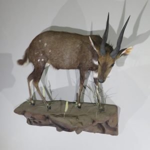 African Bushbuck Life Size Mount. X-121BU
