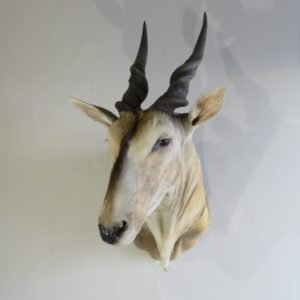 African Eland Shoulder Mount. X-117E