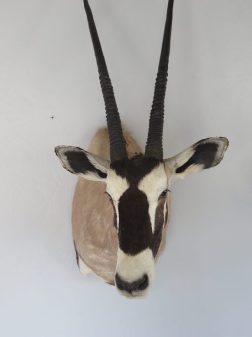 African Gemsbok. X-158OR
