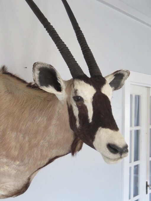 African Gemsbok. X-158OR