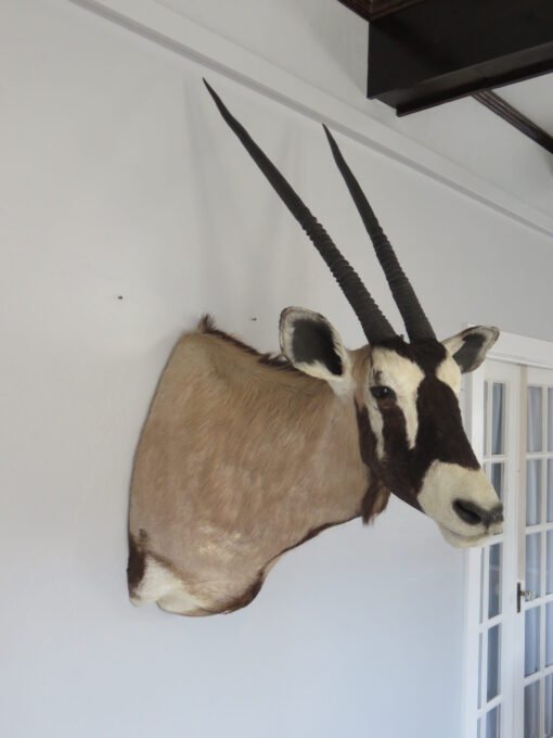 African Gemsbok. X-158OR