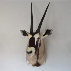 African Gemsbok. X-158OR