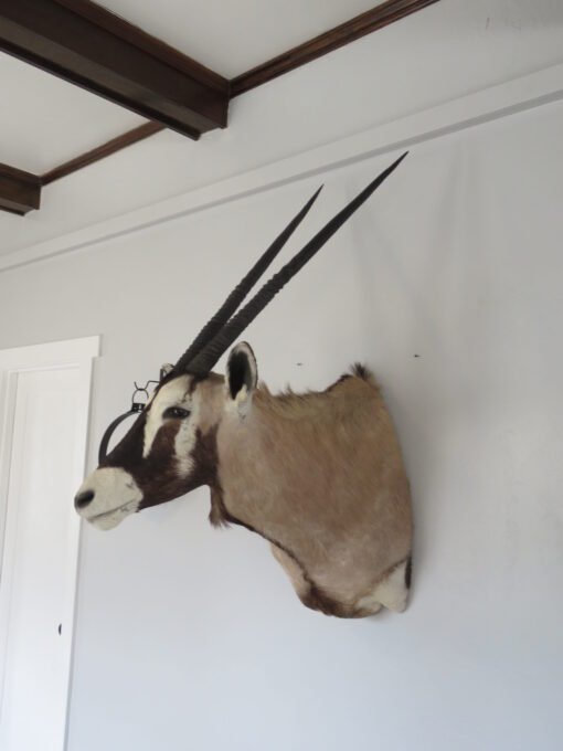 African Gemsbok. X-158OR