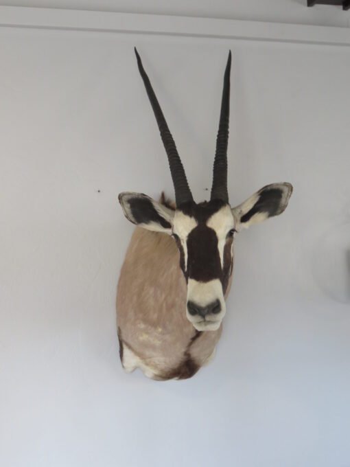 African Gemsbok. X-158OR