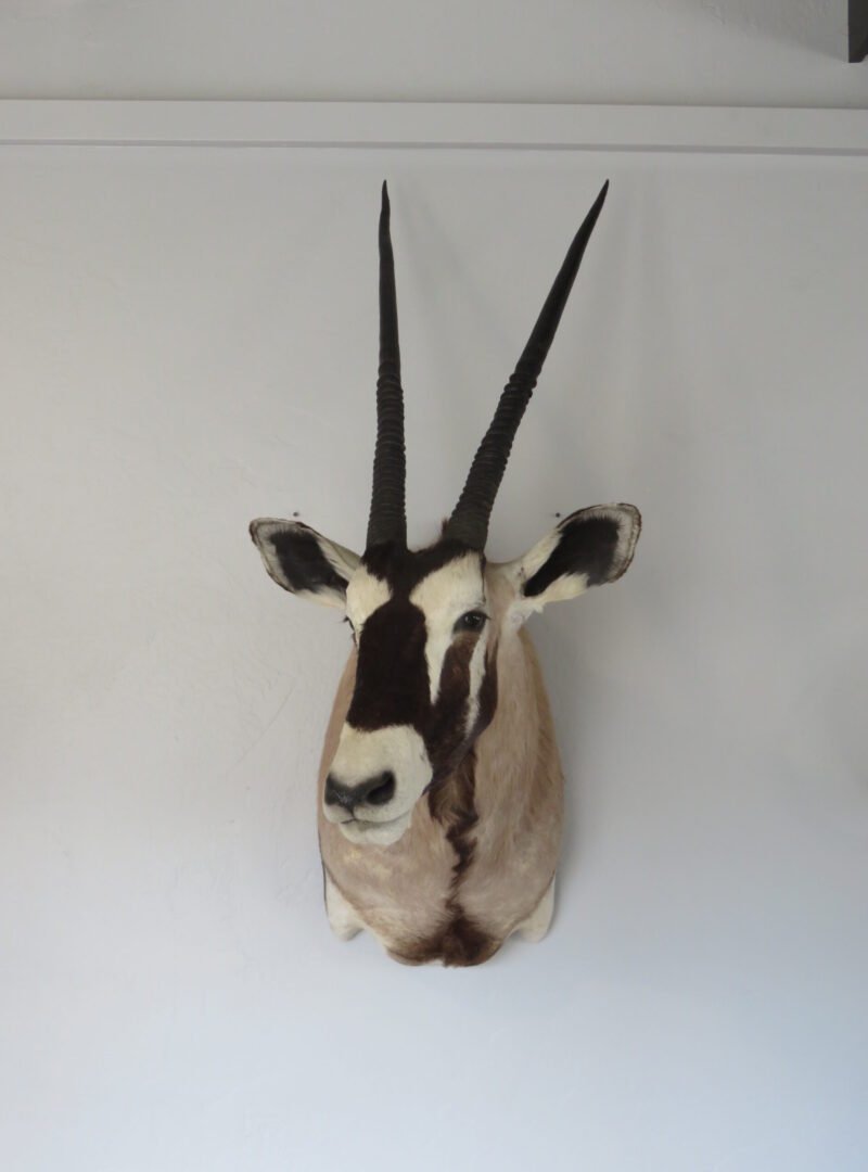 African Gemsbok. X-158OR