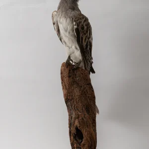 African Grey Hornbill