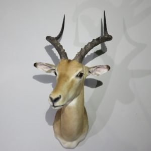 African Impala Shoulder Mount. X-116I