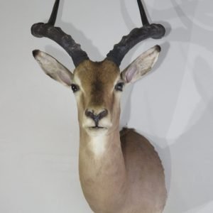 African Impala Taxidermy. X-132IM