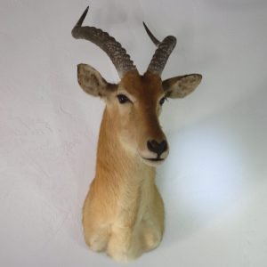 African Puku Taxidermy. X-132PU
