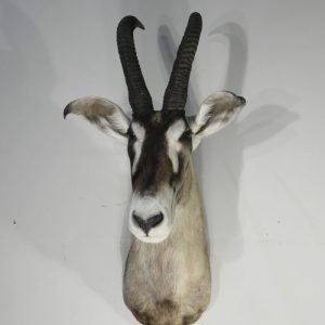 African Roan Taxidermy Trophy. X-163RO