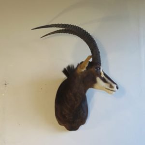 African Sable Taxidermy. X-126SA