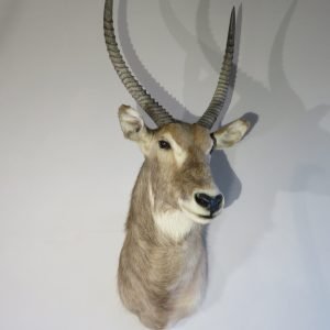 African Waterbuck Shoulder Mount X-114W