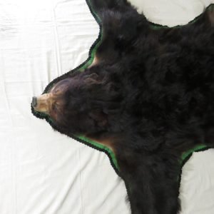 Alaska Black Bear Taxidermy Rug. B-114B