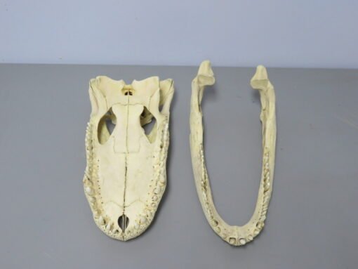 Alligator Skull Taxidermy . R-104AL