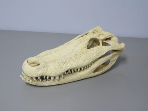 Alligator Skull Taxidermy . R-104AL