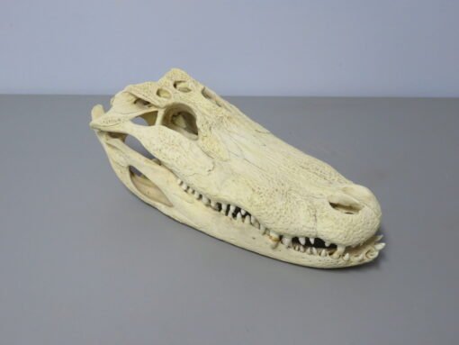 Alligator Skull Taxidermy . R-104AL