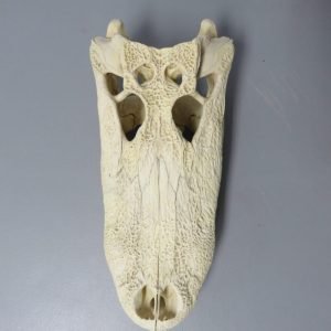 Alligator Skull Taxidermy . R-104AL