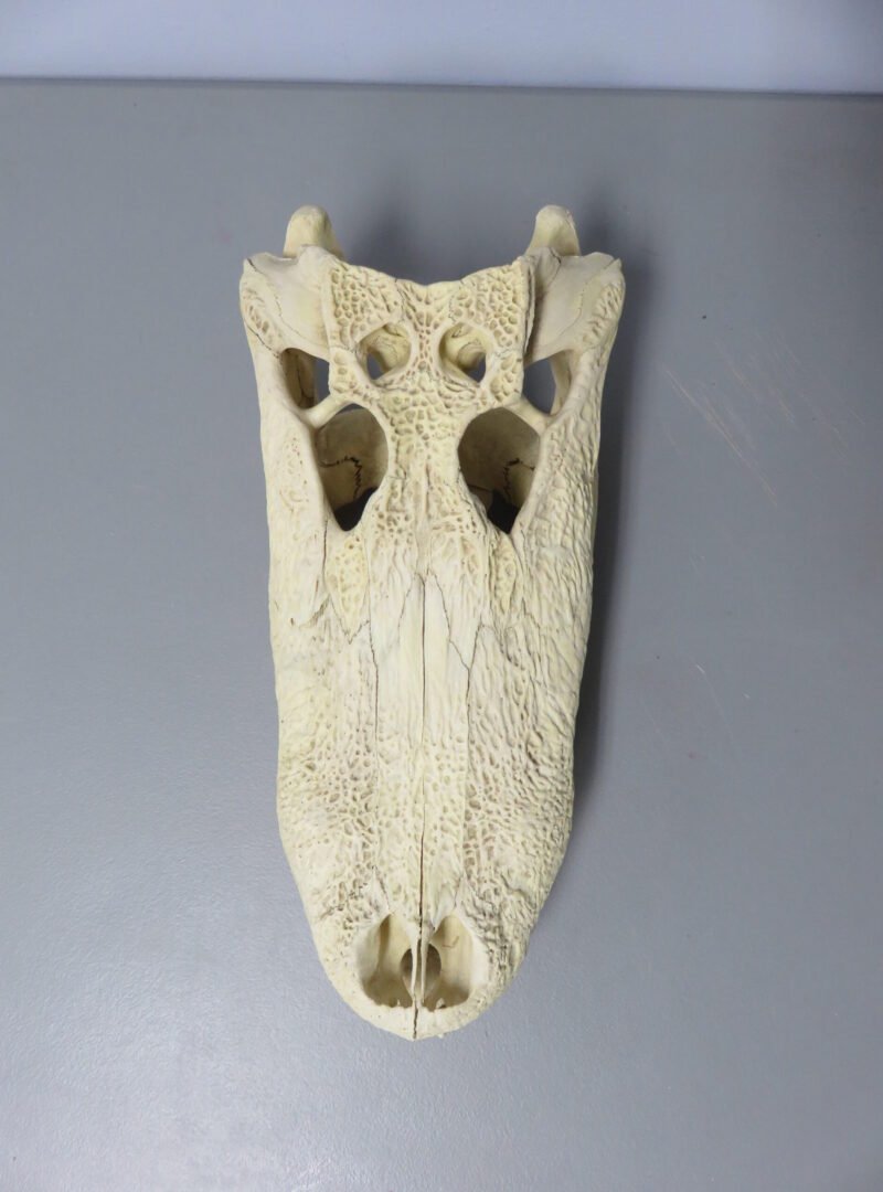 Alligator Skull Taxidermy . R-104AL