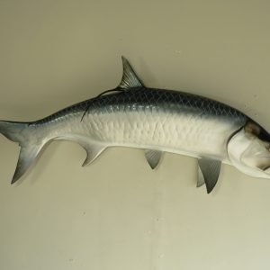 Atlantic Tarpon 62″ Taxidermy Fish. F-107TA