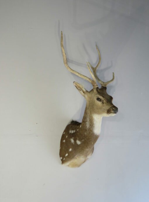 Axis Deer Taxidermy Mount X-156AX