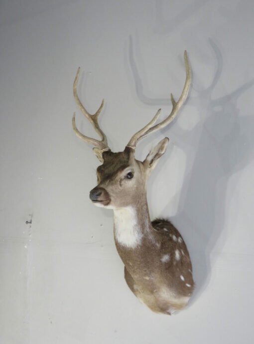 Axis Deer Taxidermy Mount X-156AX