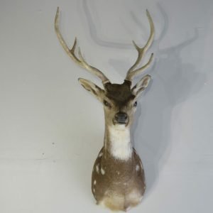 Axis Deer Taxidermy Mount X-156AX