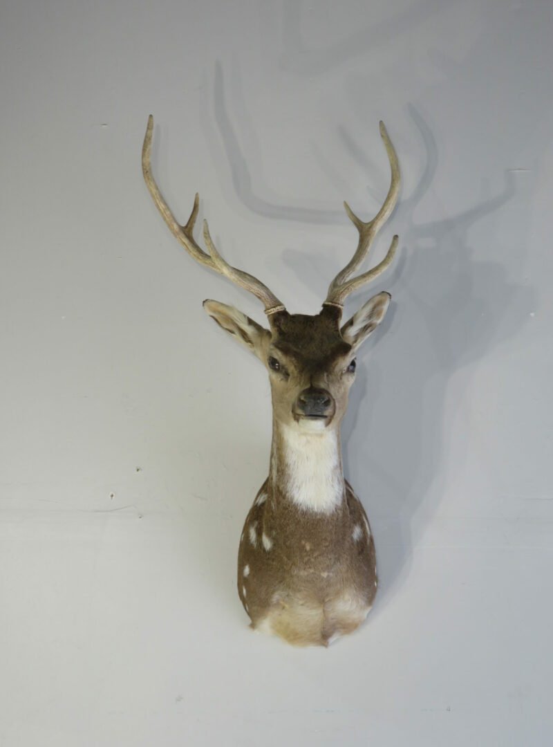 Axis Deer Taxidermy Mount X-156AX