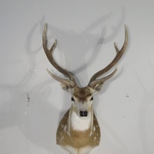 Axis Deer Taxidermy. X-157AX