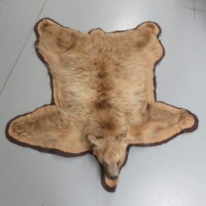 Bear Skin Taxidermy Rug. B-124R