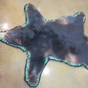 Bear Skin Taxidermy Rug. B-140R