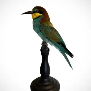 Bee Eater