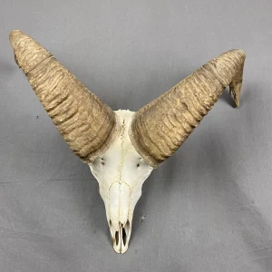 Bighorn Sheep Skull