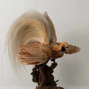 Bird of Paradise