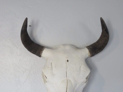 Bison Skull Taxidermy. O-121BI