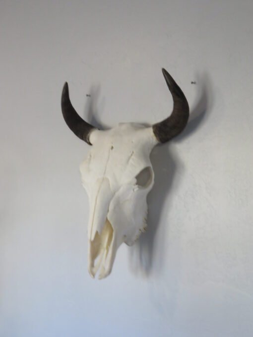 Bison Skull Taxidermy. O-121BI