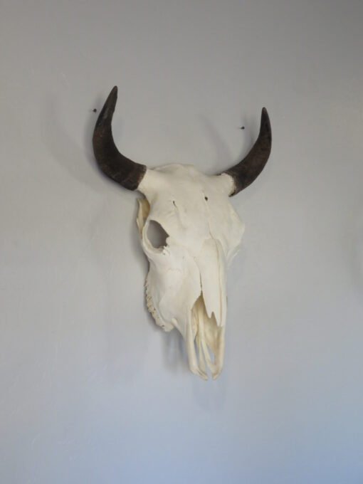 Bison Skull Taxidermy. O-121BI