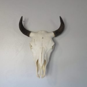 Bison Skull Taxidermy. O-121BI