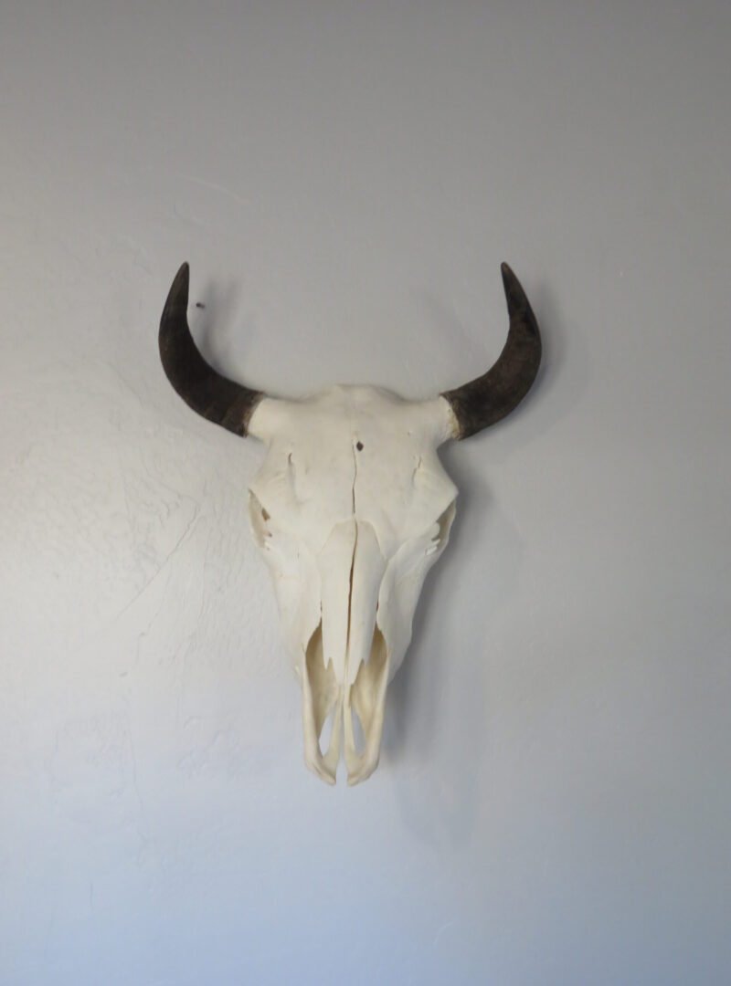 Bison Skull Taxidermy. O-121BI