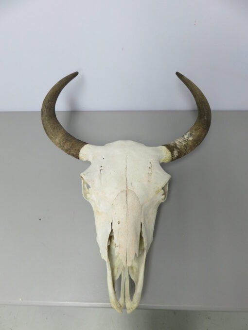 Bison Taxidermy Skull. O-120BI