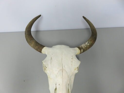 Bison Taxidermy Skull. O-120BI