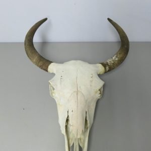 Bison Taxidermy Skull. O-120BI