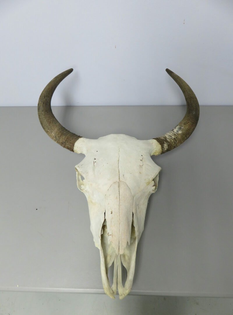 Bison Taxidermy Skull. O-120BI