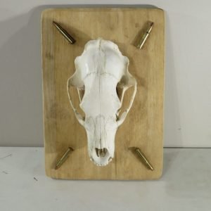 Black Bear European Mount On Plaque With Ammo. B-118E