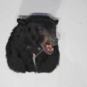 Black Bear Taxidermy Mount. B-123S