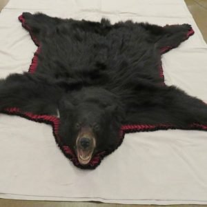 Black Bear taxidermy Rug. B-120RU